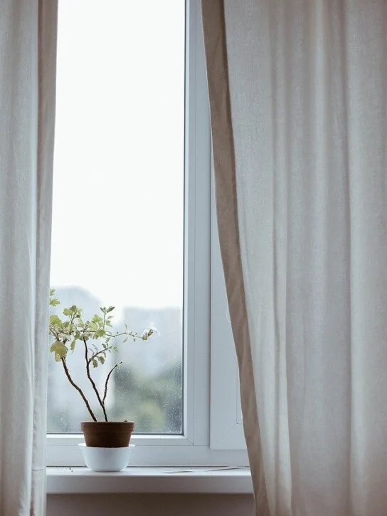 plant in vase near window